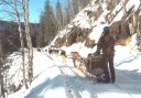 dog sled ride on verge